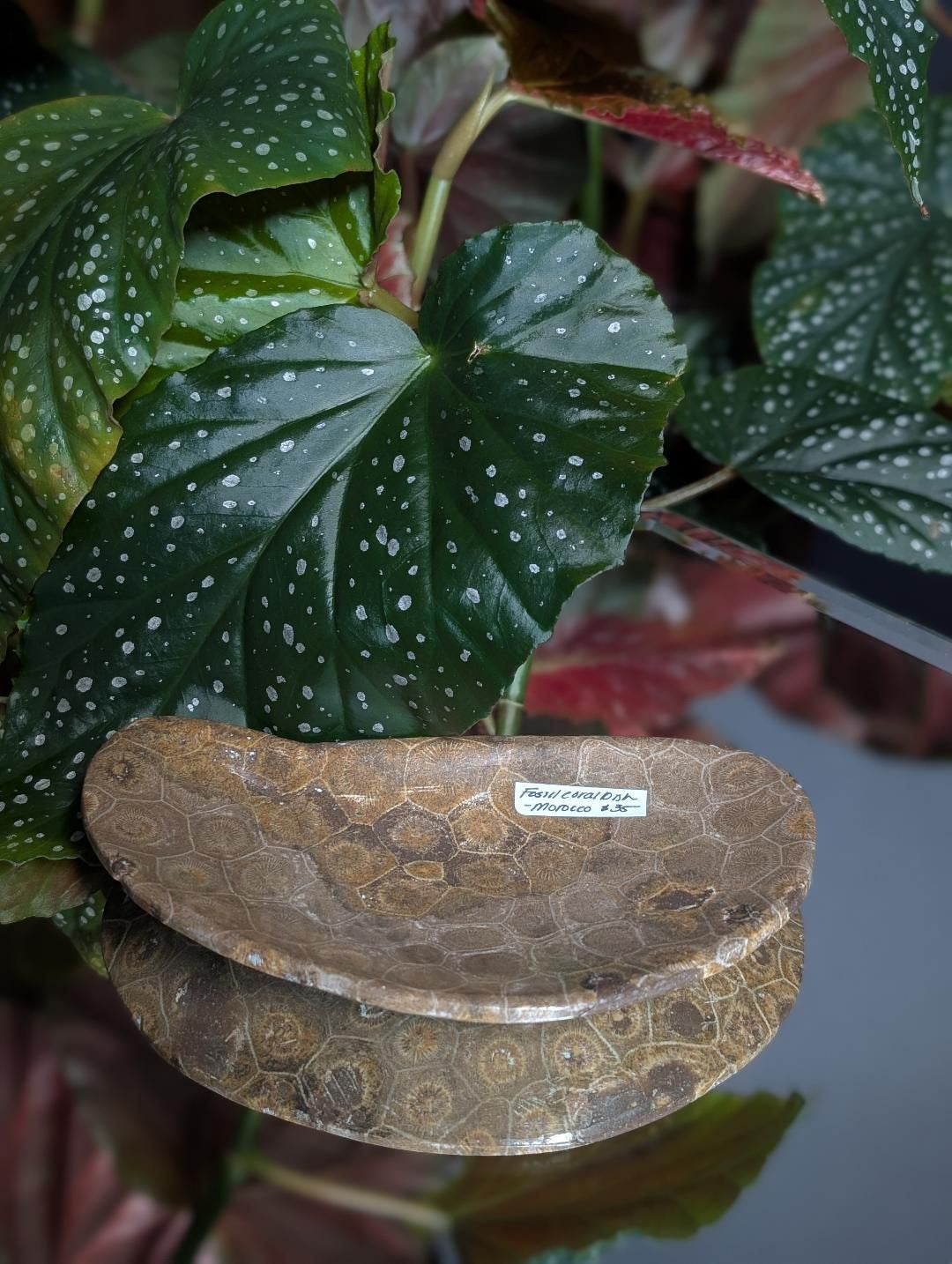 Fossilized Coral/ petoskey stone tray