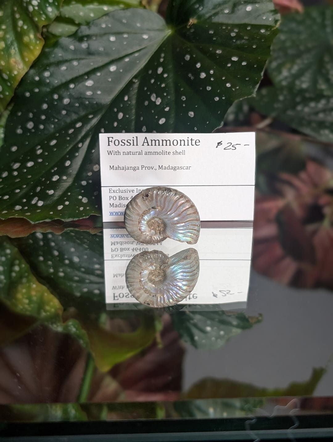 Fossilized Ammonite