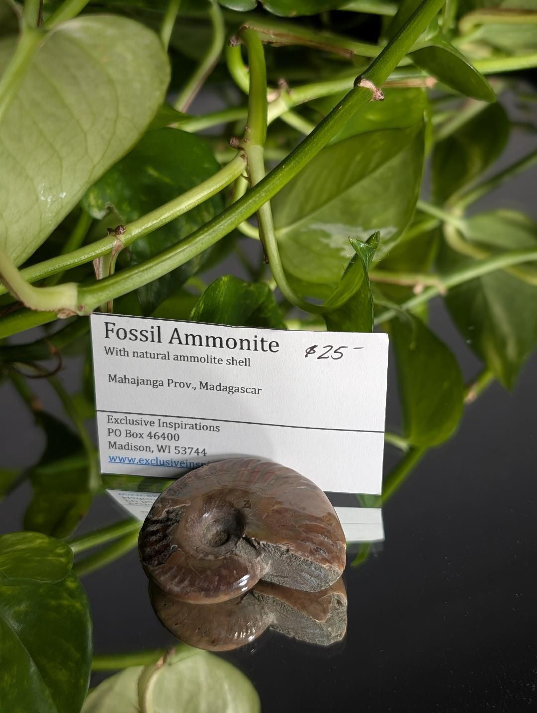 Fossil ammonite