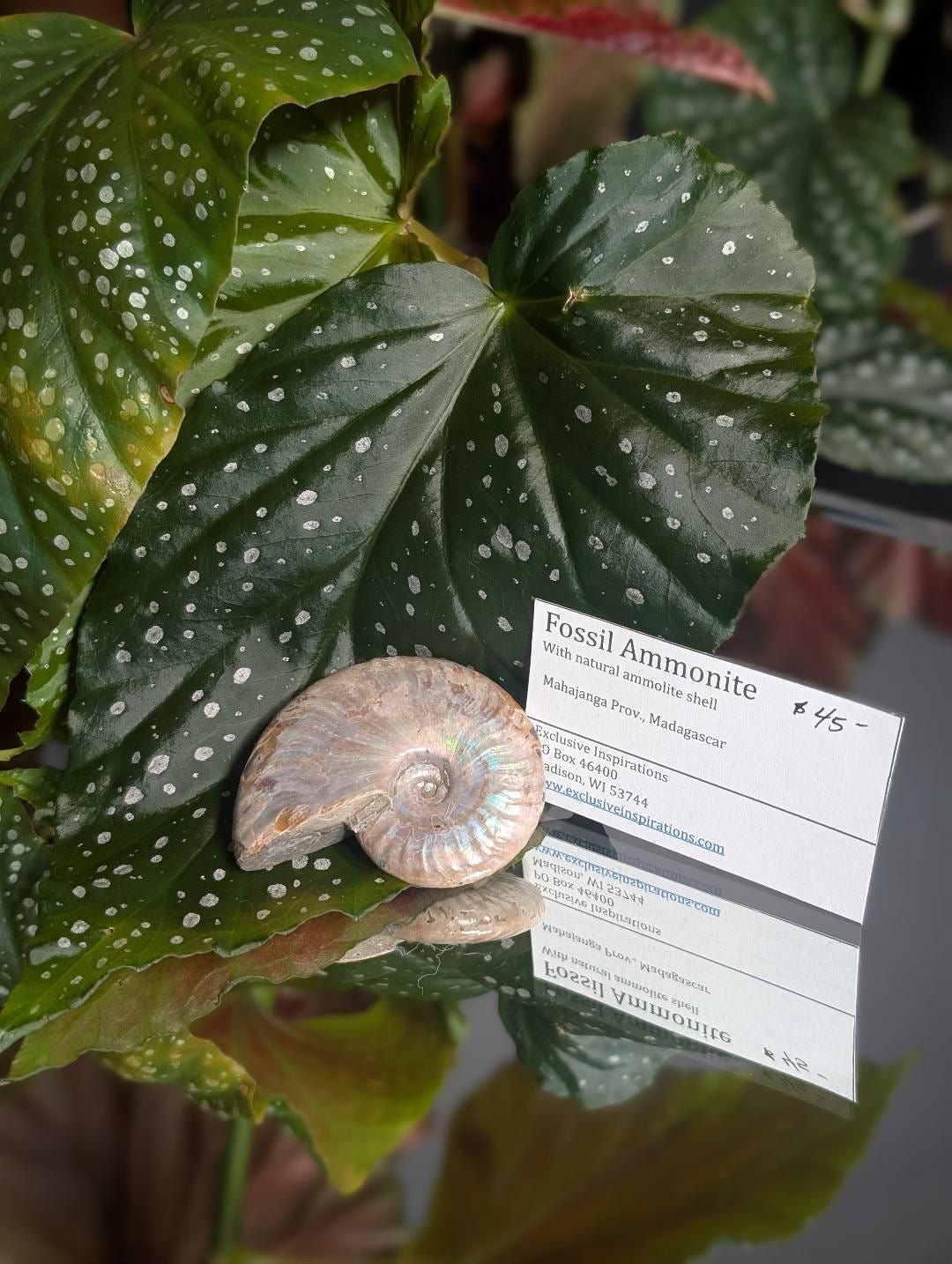 Fossil Ammonite