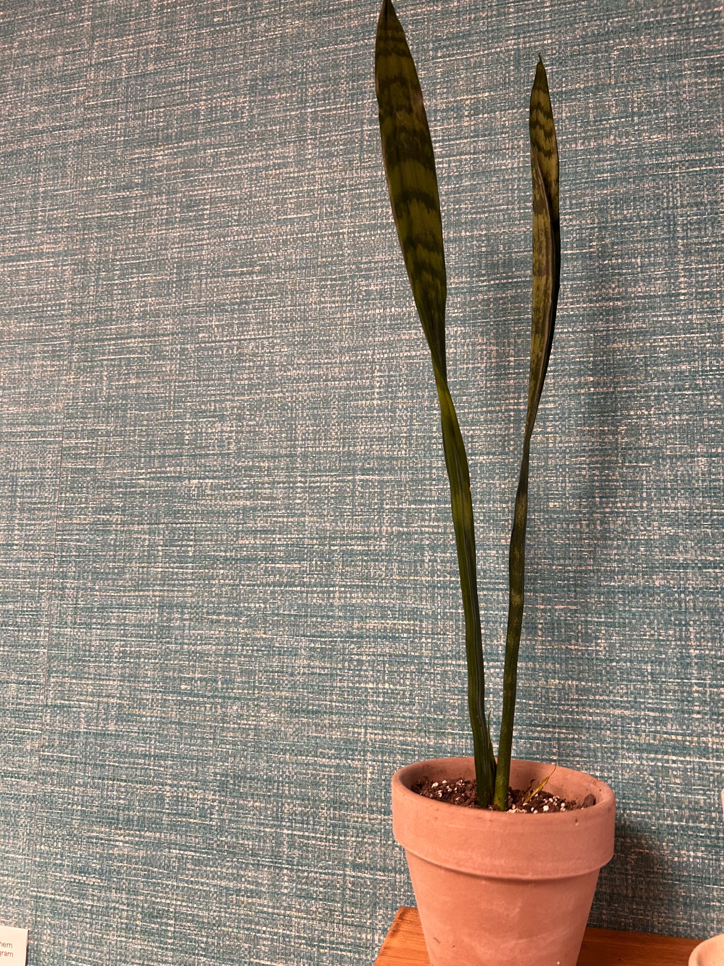 Snake plant