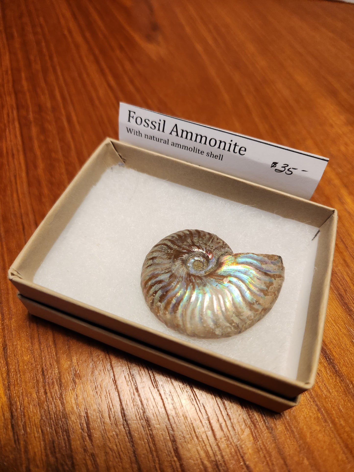 Fossil ammonite