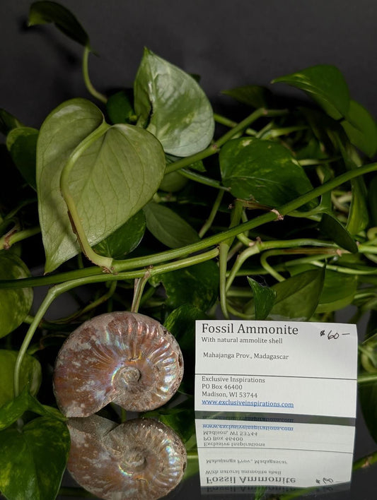 Fossil ammonite