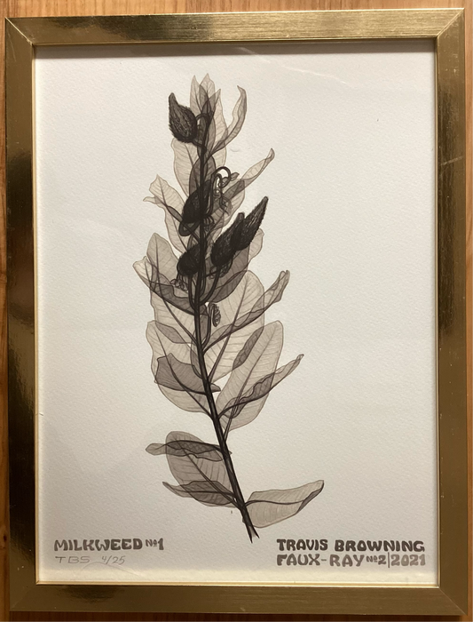 Framed X-Ray Milkweed Print Framed