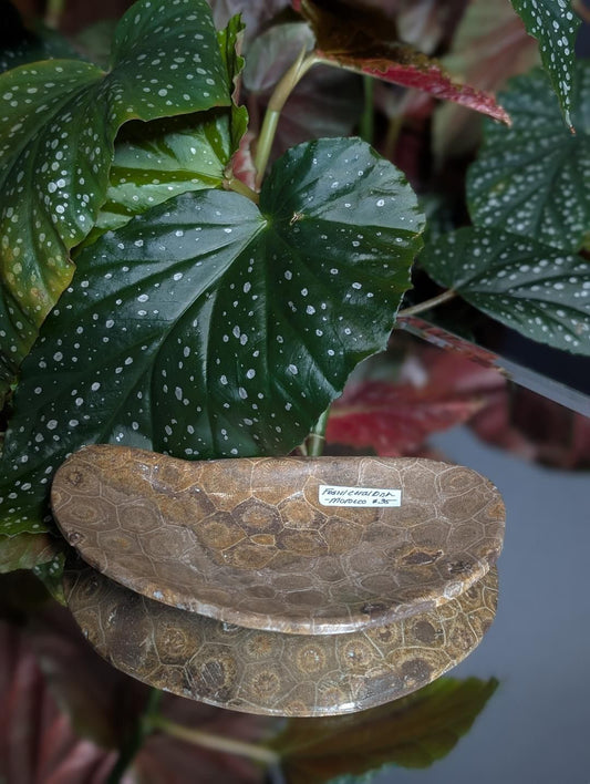 Fossilized Coral/ petoskey stone tray