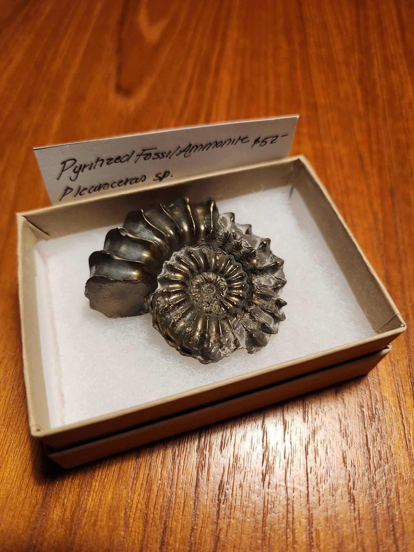 Pyritized Fossil Ammontie