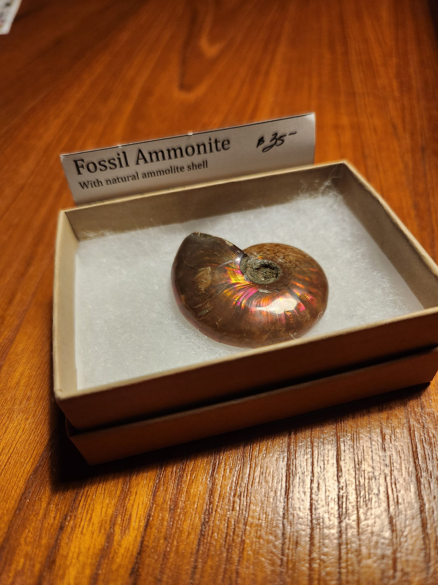 Fossil Ammonite