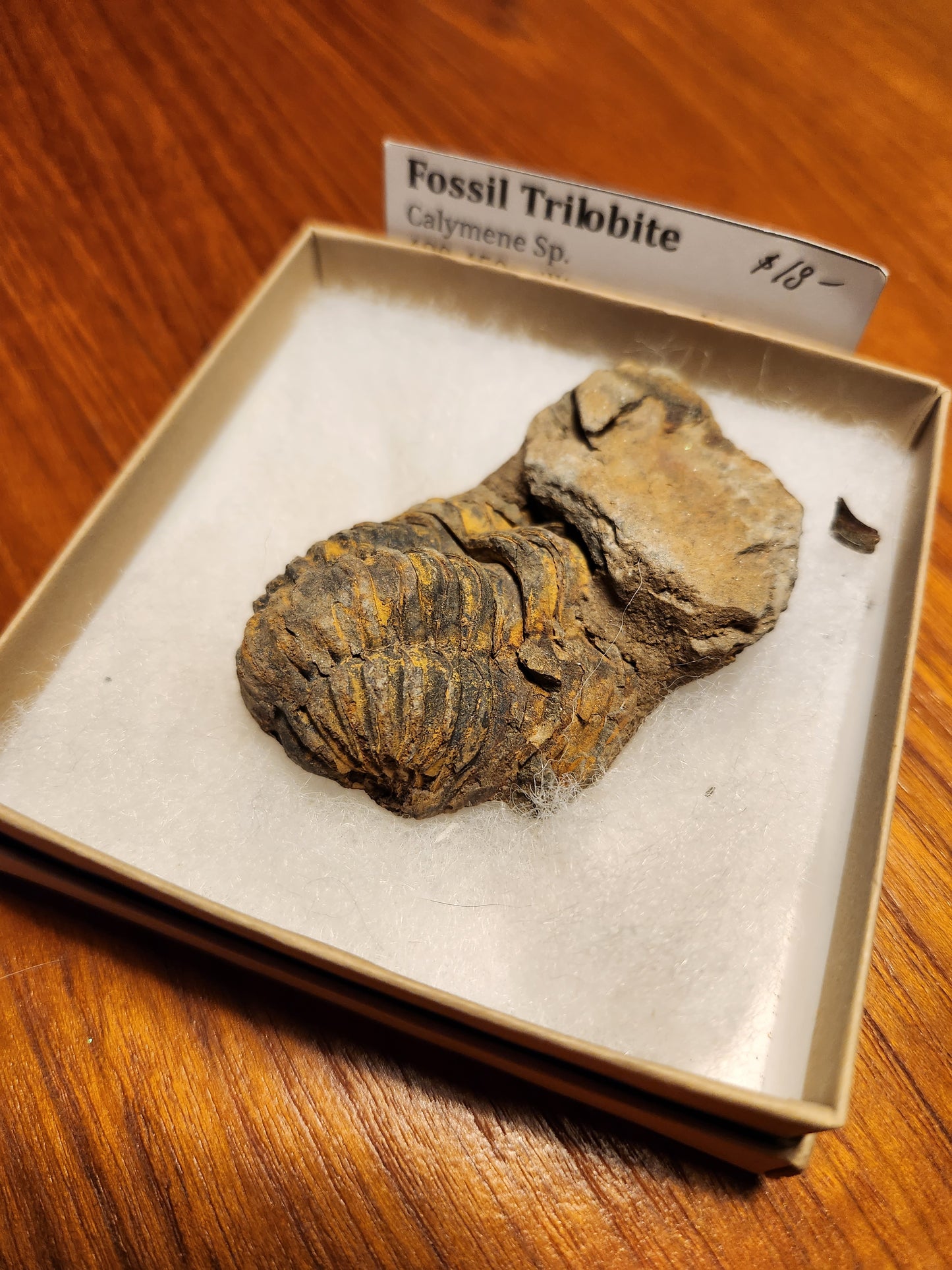 Fossil trilobite