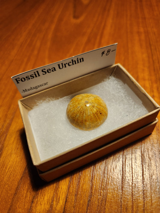 Fossil Sea Urchin