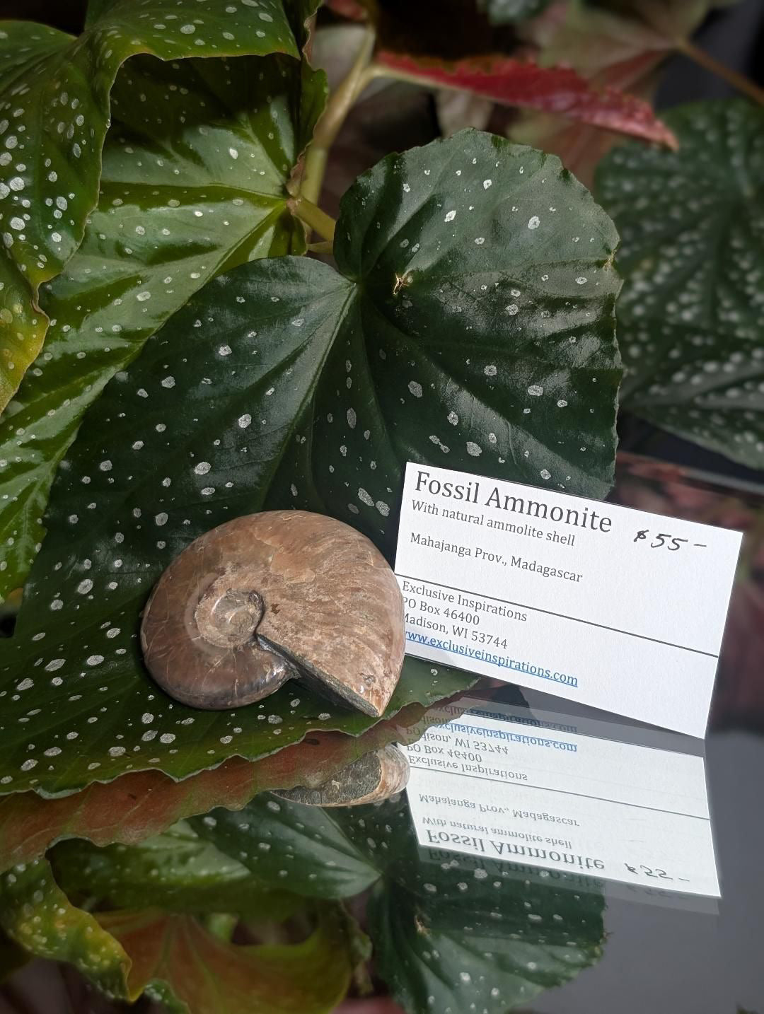 Fossilized Ammonite