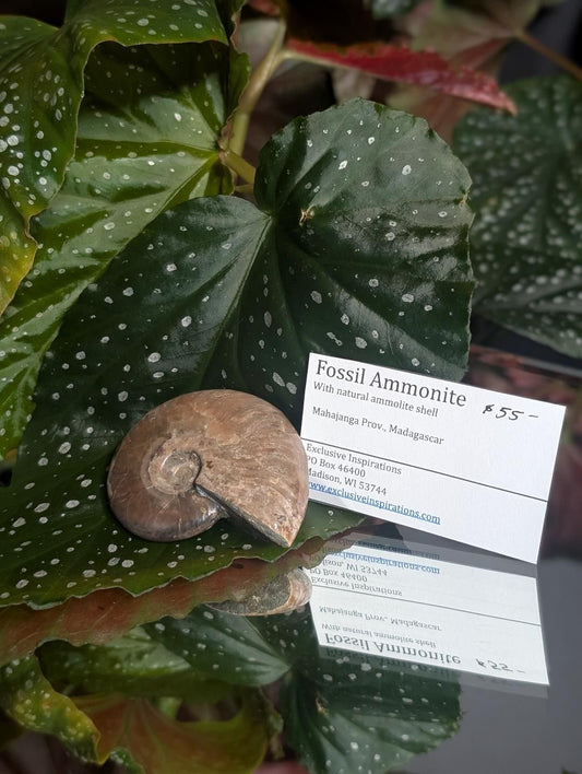 Fossilized Ammonite