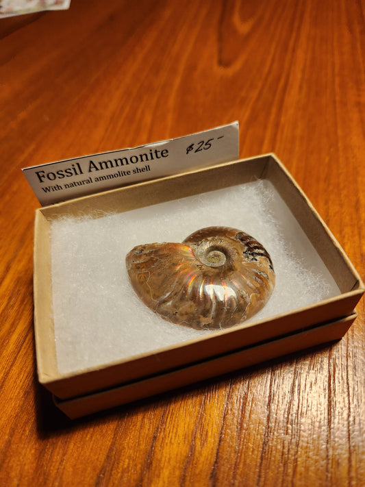 Fossil Ammonite