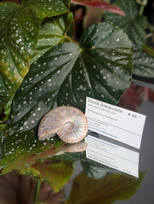 Fossil Ammonite
