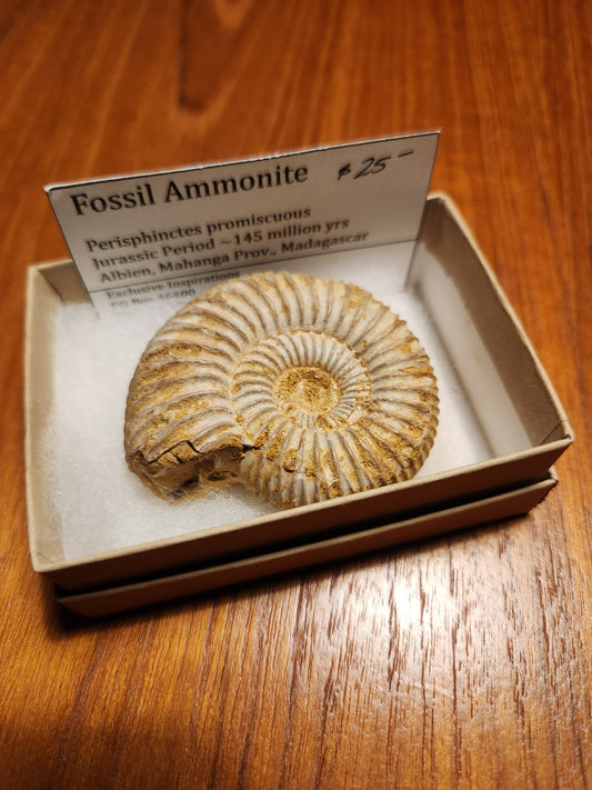 Fossil Ammonite