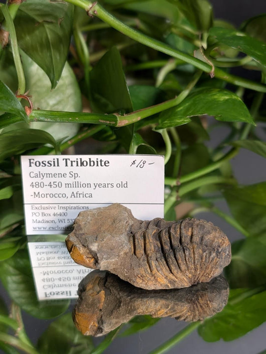 Fossil trilobite