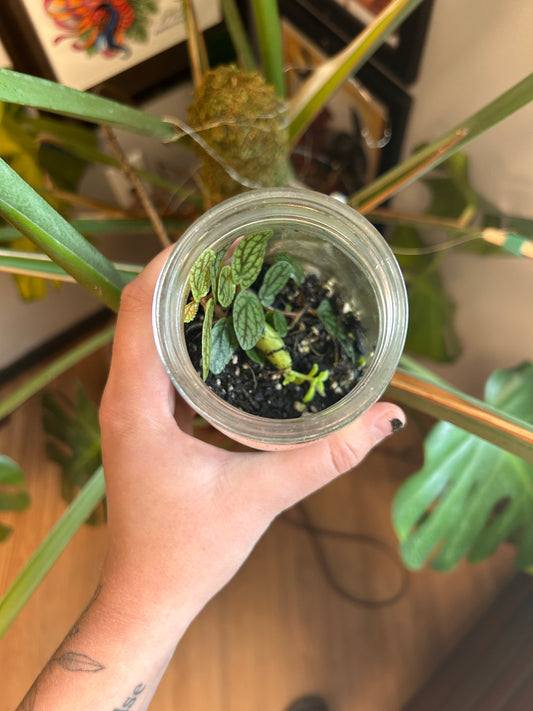 Jar terrarium