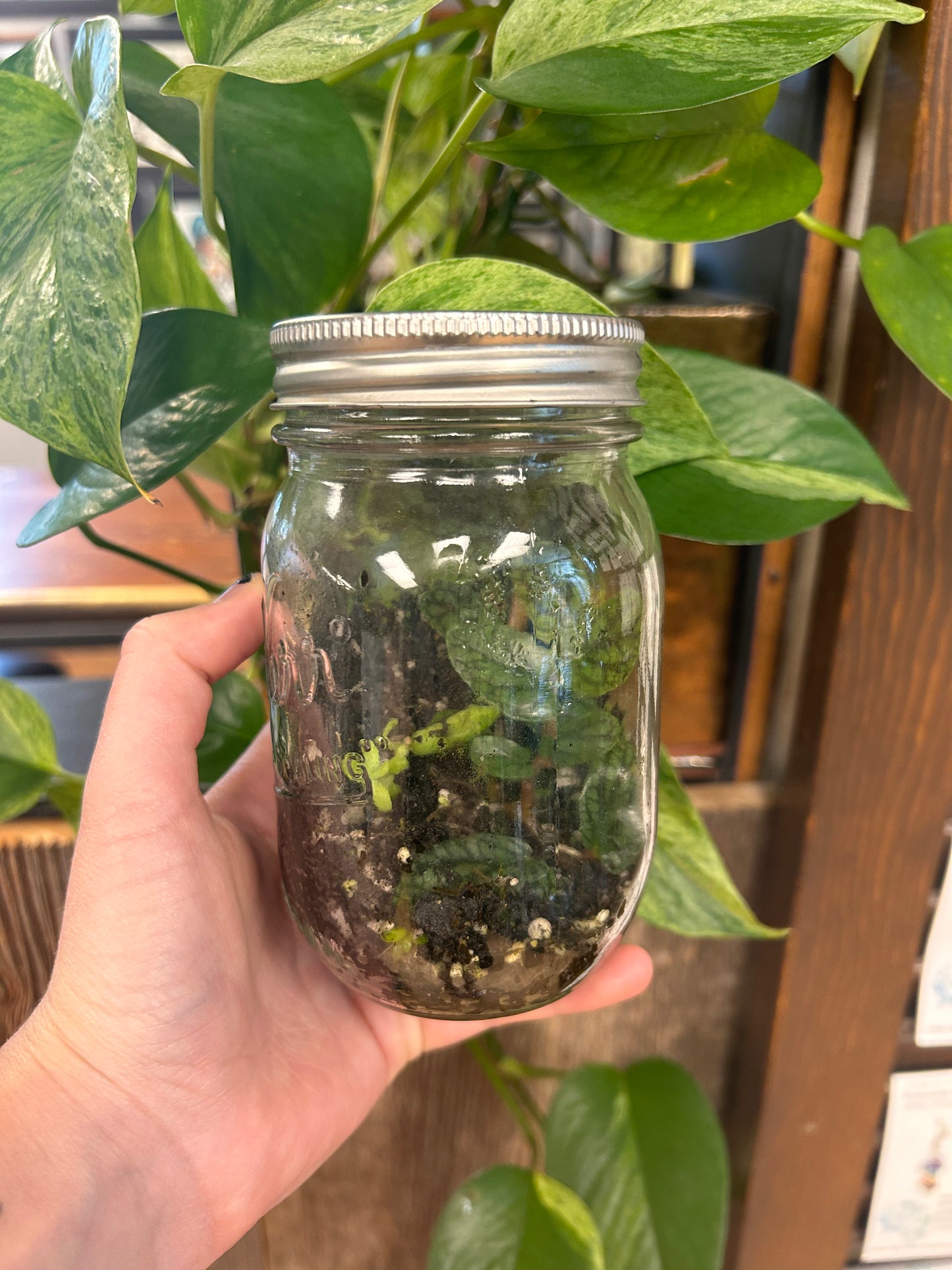 Jar terrarium