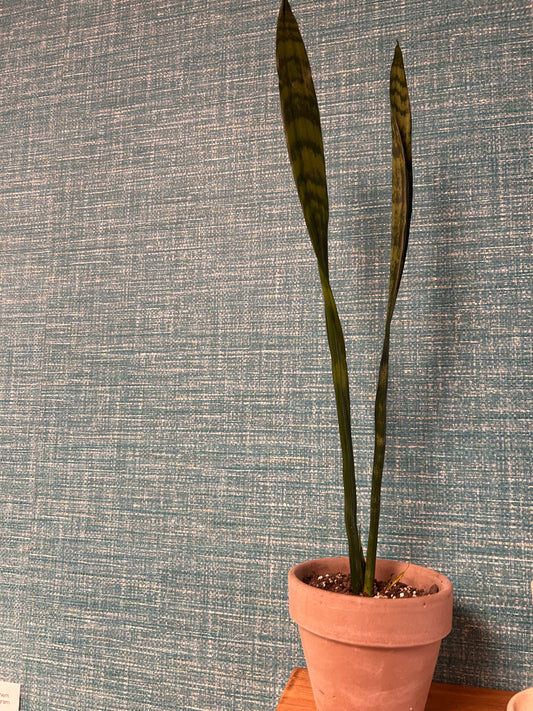 Snake plant