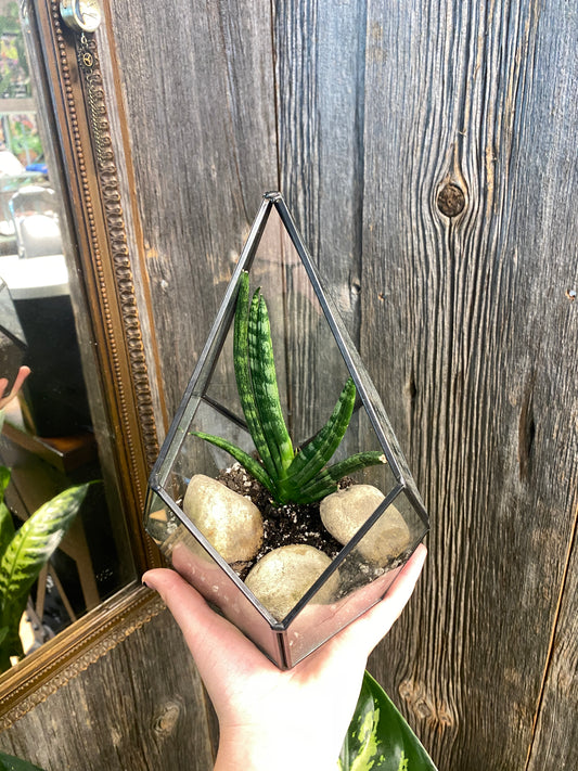 Snake plant terrarium