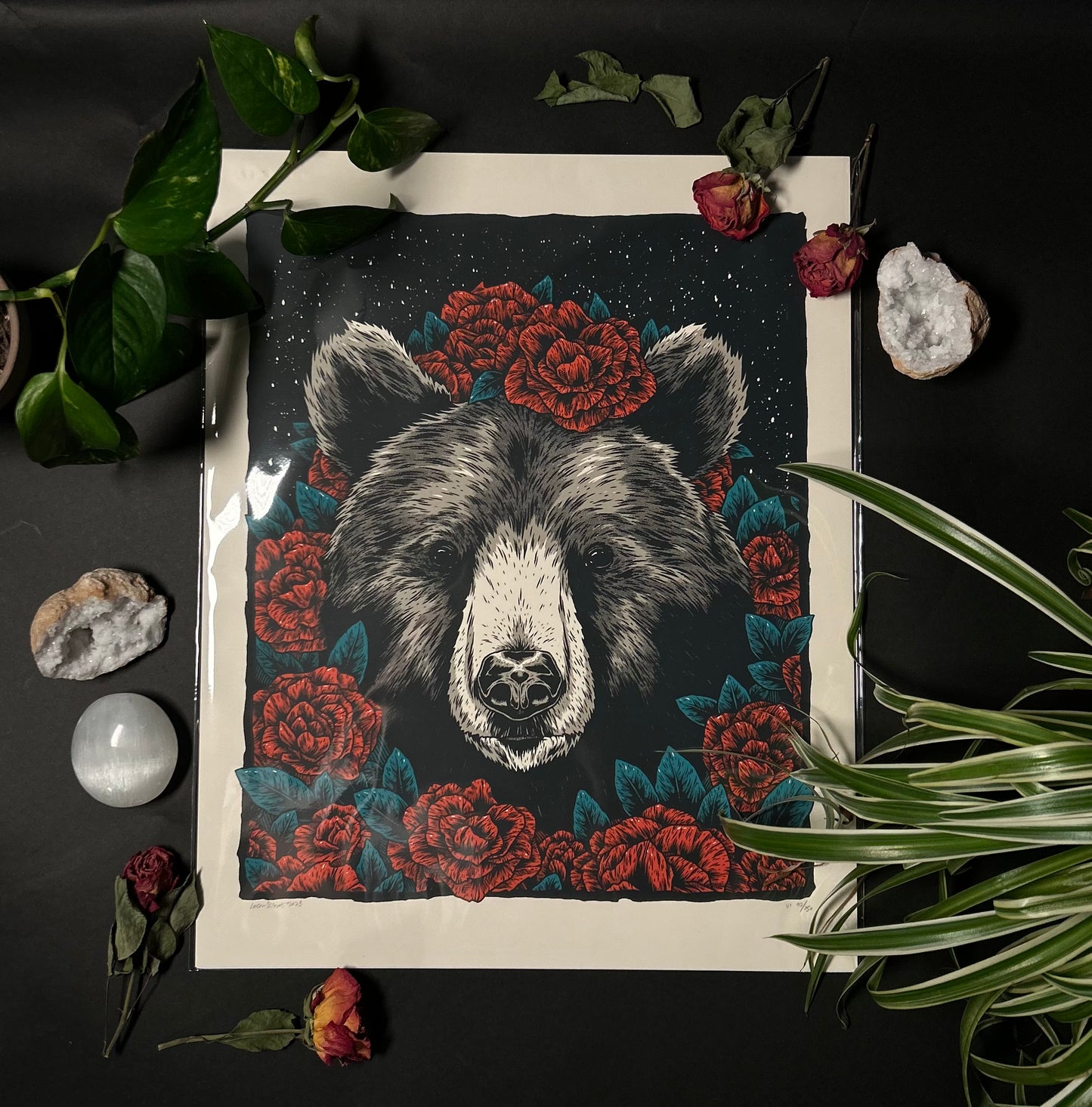 American beauty black bear