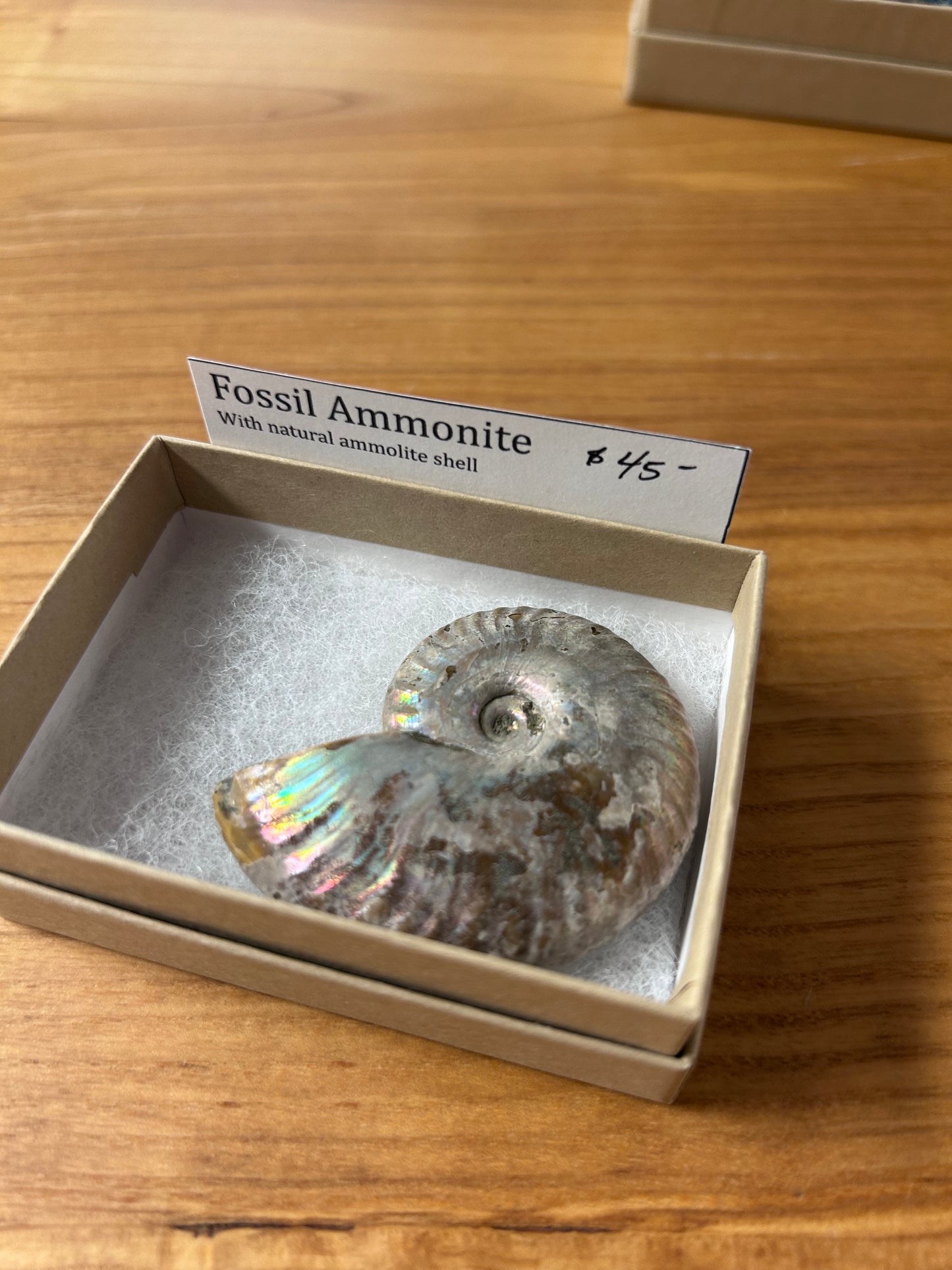 Fossil ammonite