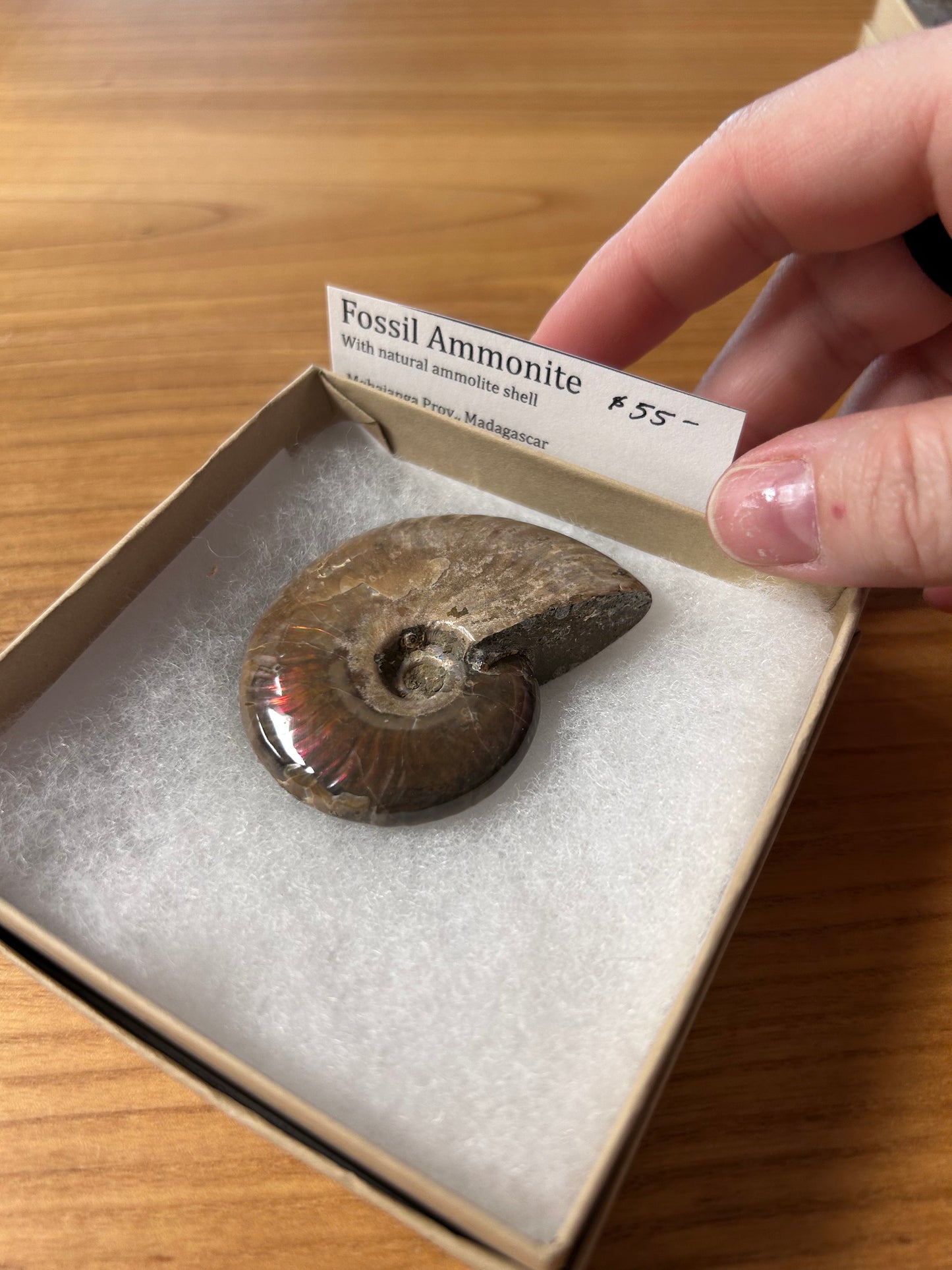 Ammonite