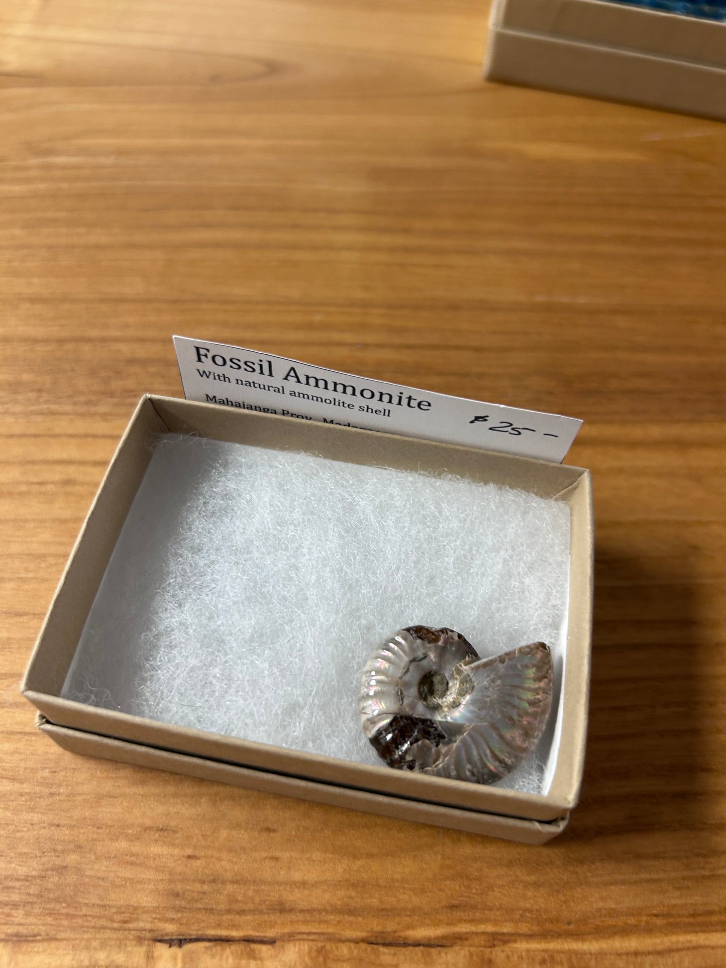 Fossil ammonite