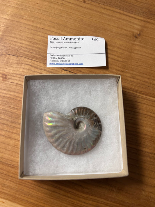 Fossil ammonite
