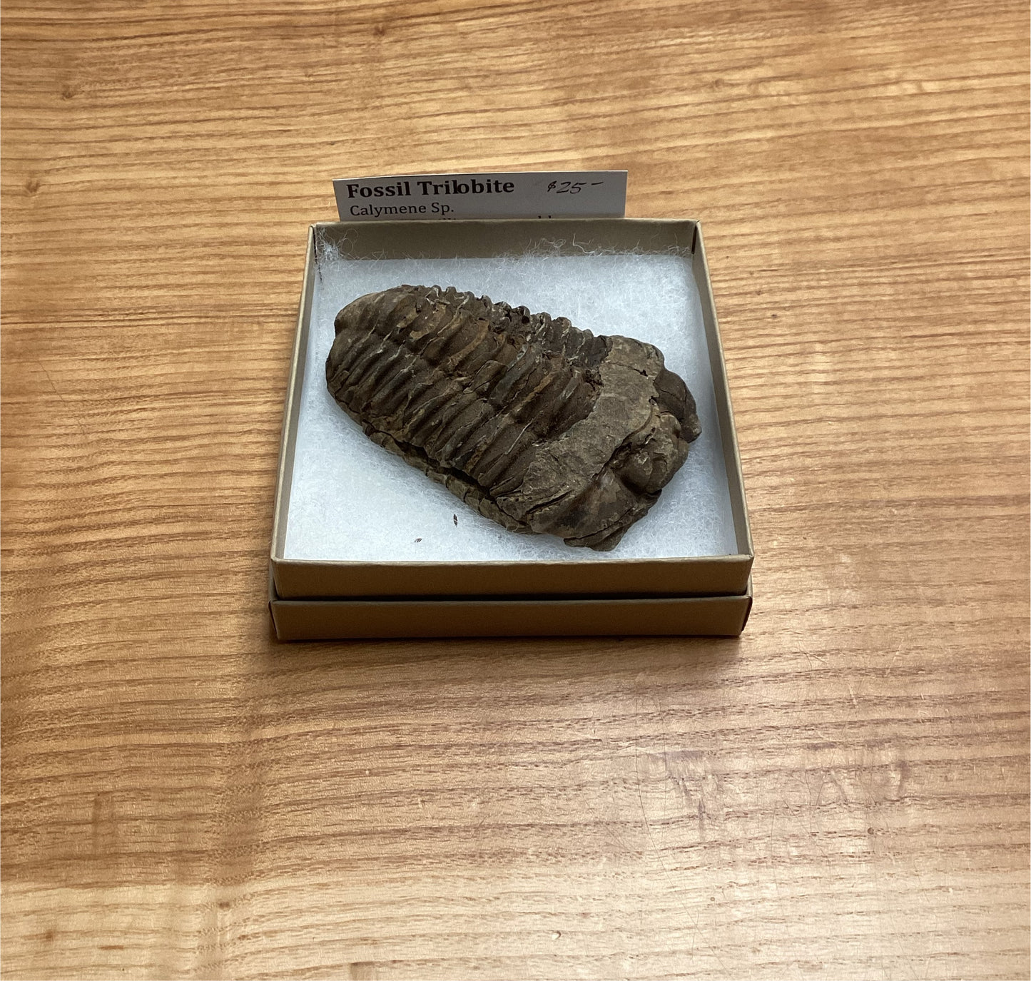 Trilobite Fossil