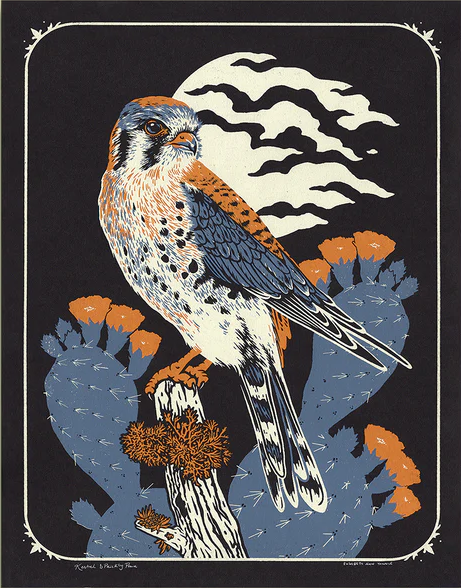 Kestrel Print by Mustard Beetle