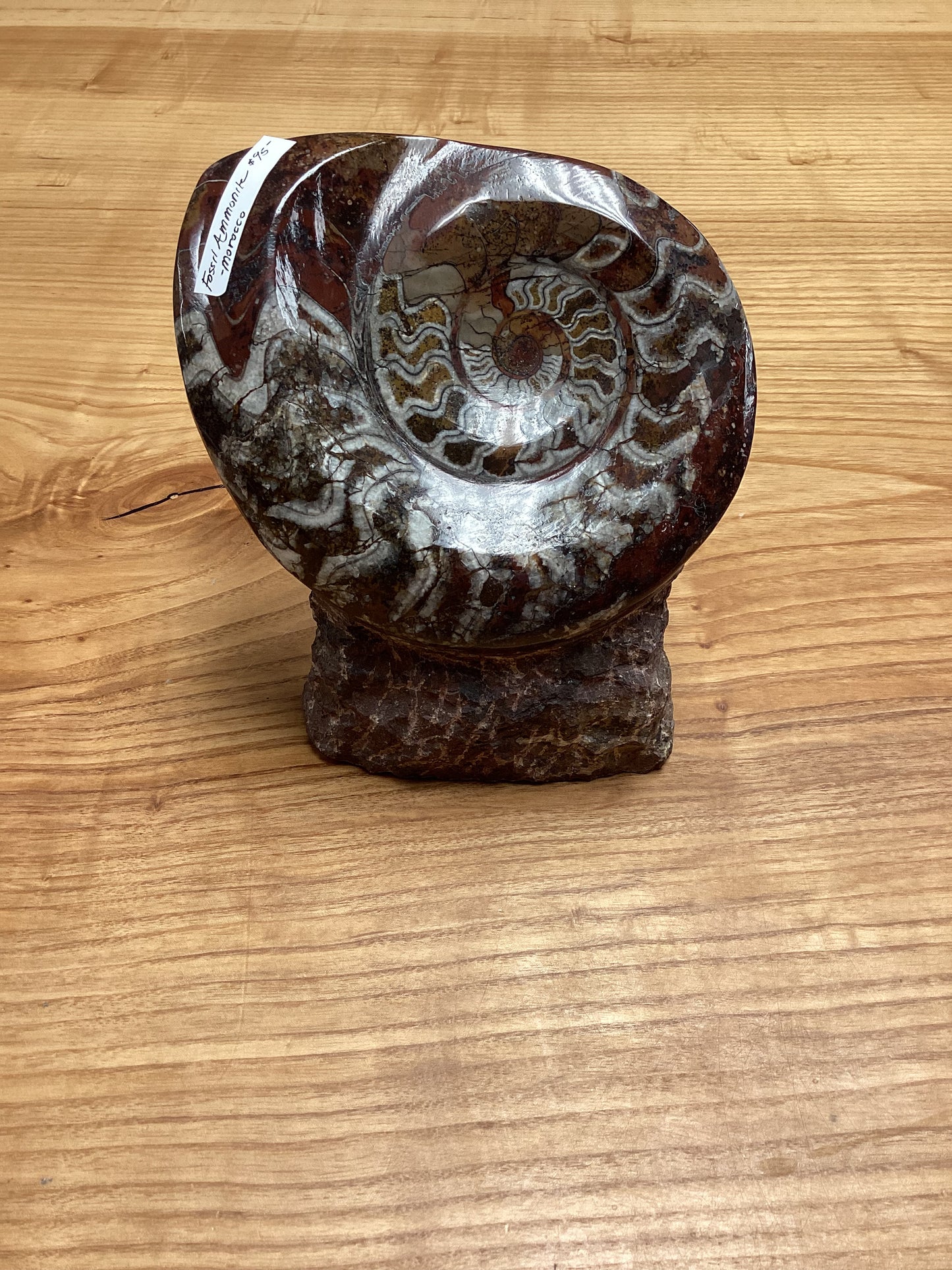 Fossil Ammonite -Morocco-